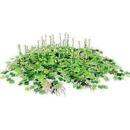 marsilea
