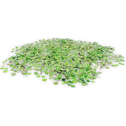 marsilea_2