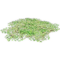 marsilea_3