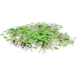 marsilea_4