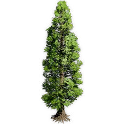 metasequoia