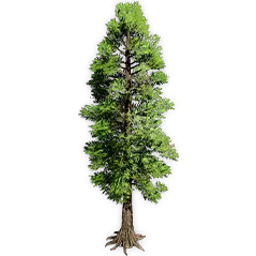 metasequoia_2