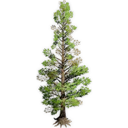 metasequoia_3