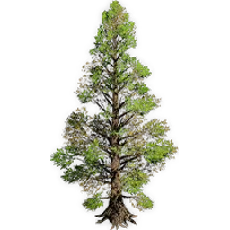 metasequoia_4