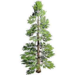 metasequoia_5