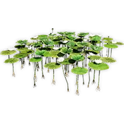 nelumbo