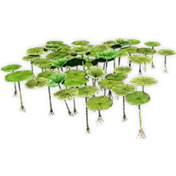 nelumbo_2