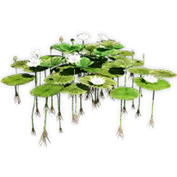 nelumbo_3