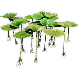 nelumbo_4