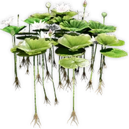 nelumbo_5