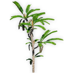 nilssonia