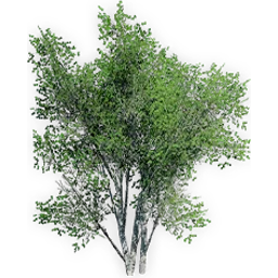 platanites_5