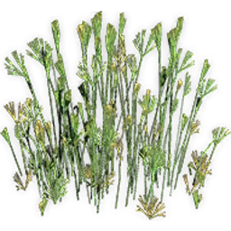 schizaeopsis