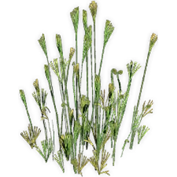 schizaeopsis_2