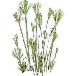 schizaeopsis_3