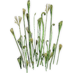 schizaeopsis_4