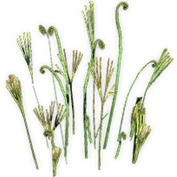 schizaeopsis_5