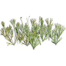 schizaeopsis_6