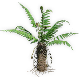 todite_fern_2
