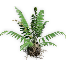 todite_fern_3
