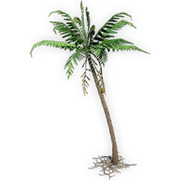 todite_fern_4