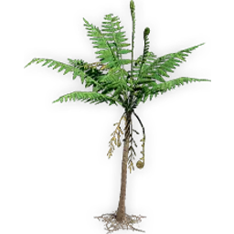 todite_fern_5