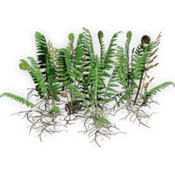 todite_fern_6