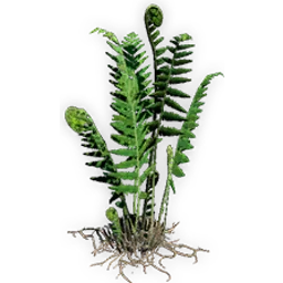 todite_fern_7