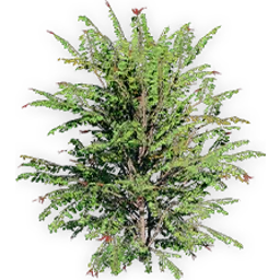 trochodendroides