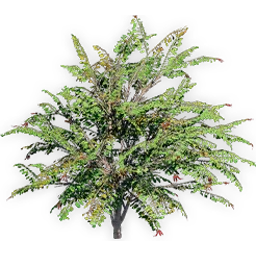 trochodendroides_2