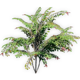 trochodendroides_3