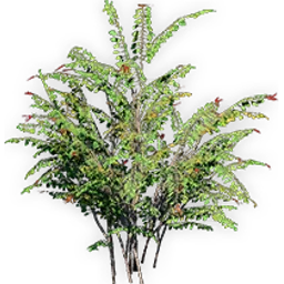 trochodendroides_4