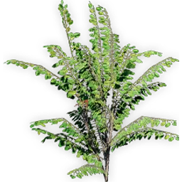 trochodendroides_5
