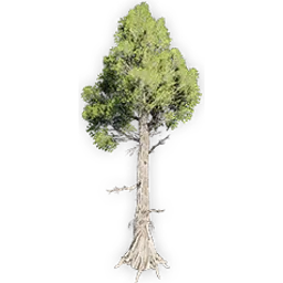 watsoniocladus