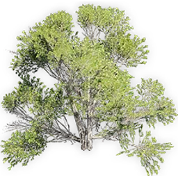 watsoniocladus_6