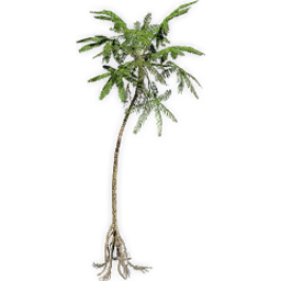 weichselia