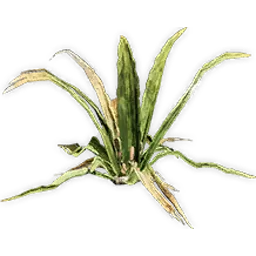 welwitschiophyllum
