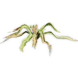 welwitschiophyllum_2
