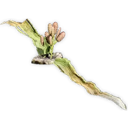 welwitschiophyllum_3