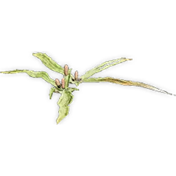 welwitschiophyllum_4