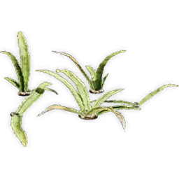 welwitschiophyllum_5