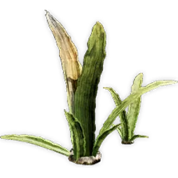 welwitschiophyllum_6